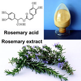 China Ácido ácido levemente soluble en agua fino de Carnosic Ursolic del extracto de la hoja de Rosemary del polvo proveedor