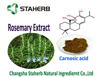 China Rosmarinus Officinalis L extracto de la hoja de Rosemary, extracto antioxidante de Rosemary proveedor