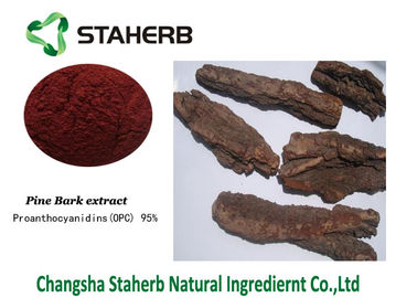 China Los materiales de referencia estándar del extracto de la corteza del pino contienen los polifenoles Proanthocyanidins proveedor