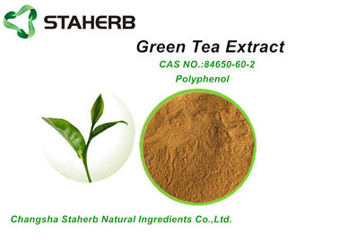 China Polifenol orgánico del polvo el 98% del té verde de los ingredientes cosméticos naturales crudos proveedor
