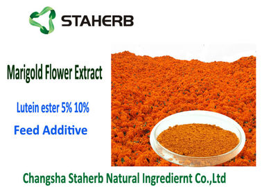 China Color naranja-rojo del polvo del extracto de la flor de la maravilla del éster el 5% de la luteína 2 años de vida útil proveedor