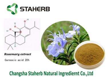 China Ácido de Carnosic, extracto de Rosemary, extractos naturales antiinflamatorios, puros de la planta proveedor