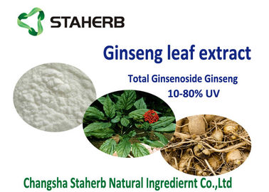 China material antioxidante del suplemento dietético del ginsenoside del 20% el 80%, extracto orgánico de la hoja del ginseng proveedor