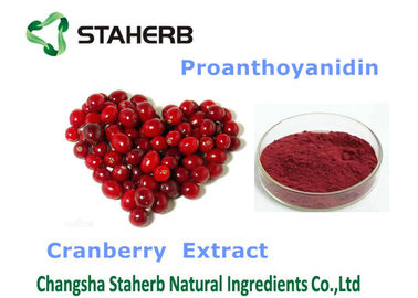 China Polvo fino violeta del suplemento antioxidante orgánico/natural del extracto del arándano proveedor