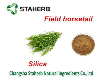 China Extracto de la planta verde del extracto de la cola de caballo de campo, polvo del ácido de la silicona de la extracción de la fitoproteína proveedor