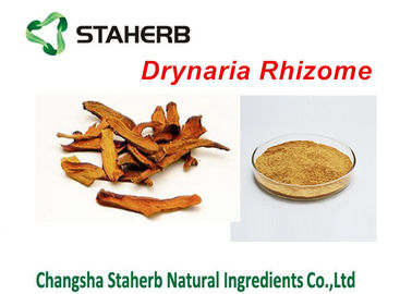 China Polvo concentrado extracto de Rhizoma Drynariae del extracto de la planta del rizoma del Drynaria proveedor