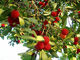 Extracto natural puro de la corteza del bayberry de los extractos de la planta del suplemento de la salud de polvo de la miricetina proveedor