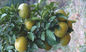 Polvo natural cas no.94-07-5 de Synephrine del extracto de la fruta de Aurantium de la fruta cítrica proveedor