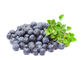 La comida antioxidante del extracto del arándano complementa el polvo fino púrpura oscuro proveedor