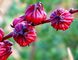 Polvo cosmético natural de la antocianina el 10% de los ingredientes del extracto de la flor del hibisco proveedor
