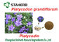 Extractos de las plantas verdes de Platycodon Grandiflorum, extrayendo las sustancias químicas de las plantas proveedor