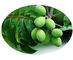 Extracto herbario de la planta de la hoja verde oliva, tipo herbario orgánico de la extracción solvente de los extractos proveedor