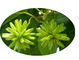 La planta natural pura de Camptothecae Acuminatae extrae Hydroxycamptothecin el 98% proveedor