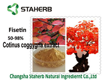 China La planta orgánica del árbol de humo extrae el extracto de Coggygria del Cotinus del polvo de 50- el 98% Fisetin proveedor
