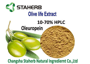 China La planta antibacteriana de la oleuropeína verde oliva de la hoja extrae CLAR del polvo 10-70% de Hydroxytyrosol de la oleuropeína proveedor