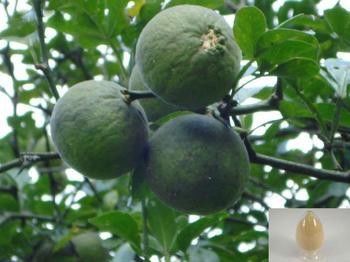 China Extracción solvente de la CLAR de Synephrine 6-98% del extracto de la fruta de la naranja amarga de Sevilla proveedor