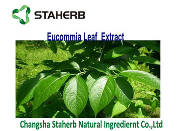 China Ácido Chlorogenic 3-5% del extracto de la hoja de Eucommia Ulmoides del polvo del amarillo de Brown proveedor