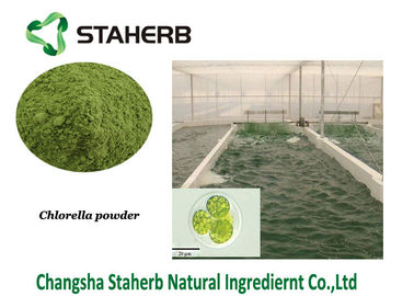 China Polvo de algas verdes vegetal del polvo del extracto de la proteína de la Chlorella proveedor