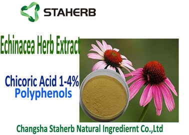 China Ácido natural de Chicoric del extracto de Purpurea del Echinacea, polifenol, extracto del Echinacea proveedor