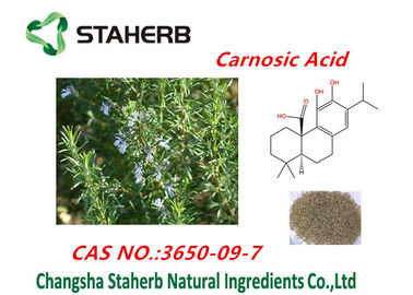 China Extracto de la hoja de Rosemary de ácido de Ursolic, ácido de Rosmarinic, polvo del ácido de Carnosic proveedor