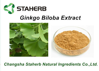 China Extractos de la planta/no. naturales puros antibacterianos 90045-36-6 de CAS del extracto de Biloba del Ginkgo proveedor