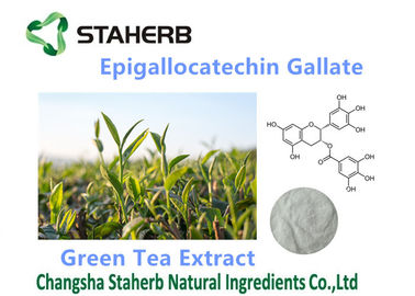 China Los antioxidantes orgánicos/potentes complementan el galato 50-98% de Epigallocatechin proveedor