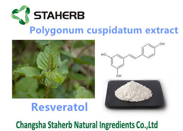 China La planta natural pura de Cuspidatum del Polygonum extrae Resveratol el 98% para anti - edad proveedor