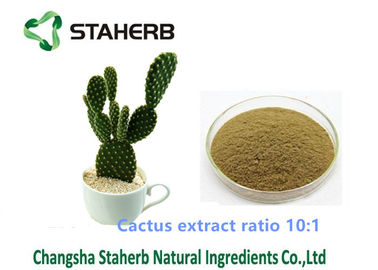 China Extracción solvente del ratio 10/1 del polvo de la pérdida de peso del extracto del cactus para el campo cosmético proveedor