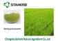Extracción secada a presión de aire del color verde de Gine del polvo del jugo de la hierba de cebada de la hierba proveedor