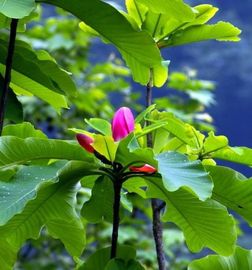 Extractos naturales puros de la planta de la corteza de la magnolia para el polvo del magnolol y el polvo del honokiol proveedor