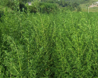 La planta natural pura herbaria extrae el Artemisinin el 99% 63968-64-9 del virus de la Anti-gripe proveedor
