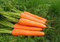 Polvo vegetal del extracto de la zanahoria/polvo cas no.7235-40-7 del betacaroteno proveedor