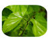 La planta natural pura de la hoja de la mora extrae 1 - polvo de los ingredientes activos el 12% de DNJ proveedor