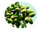 El polvo herbario del extracto de la hoja de Europaea del Olea, planta orgánica extrae el ácido oleanólico el 98% proveedor