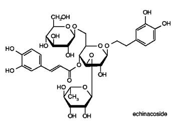extracto natural del purpurea del echinacea de la medicina de la hierba del 100%/ácido cichoric el 2%
